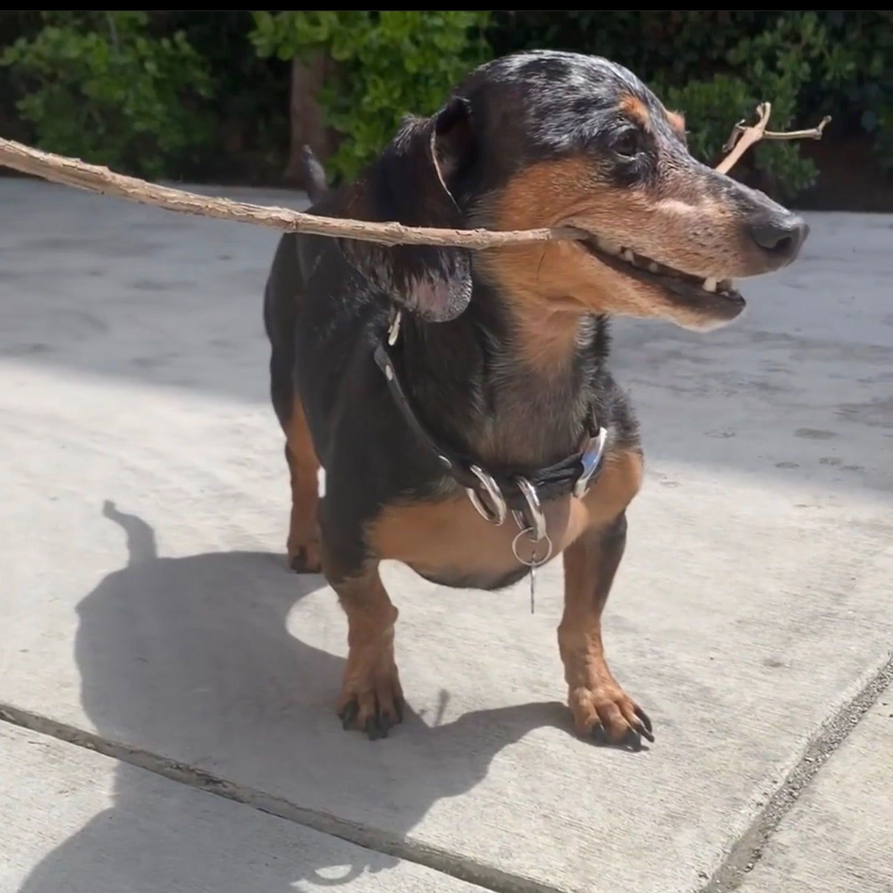 Chainstitch Dapple Dachshund Patch